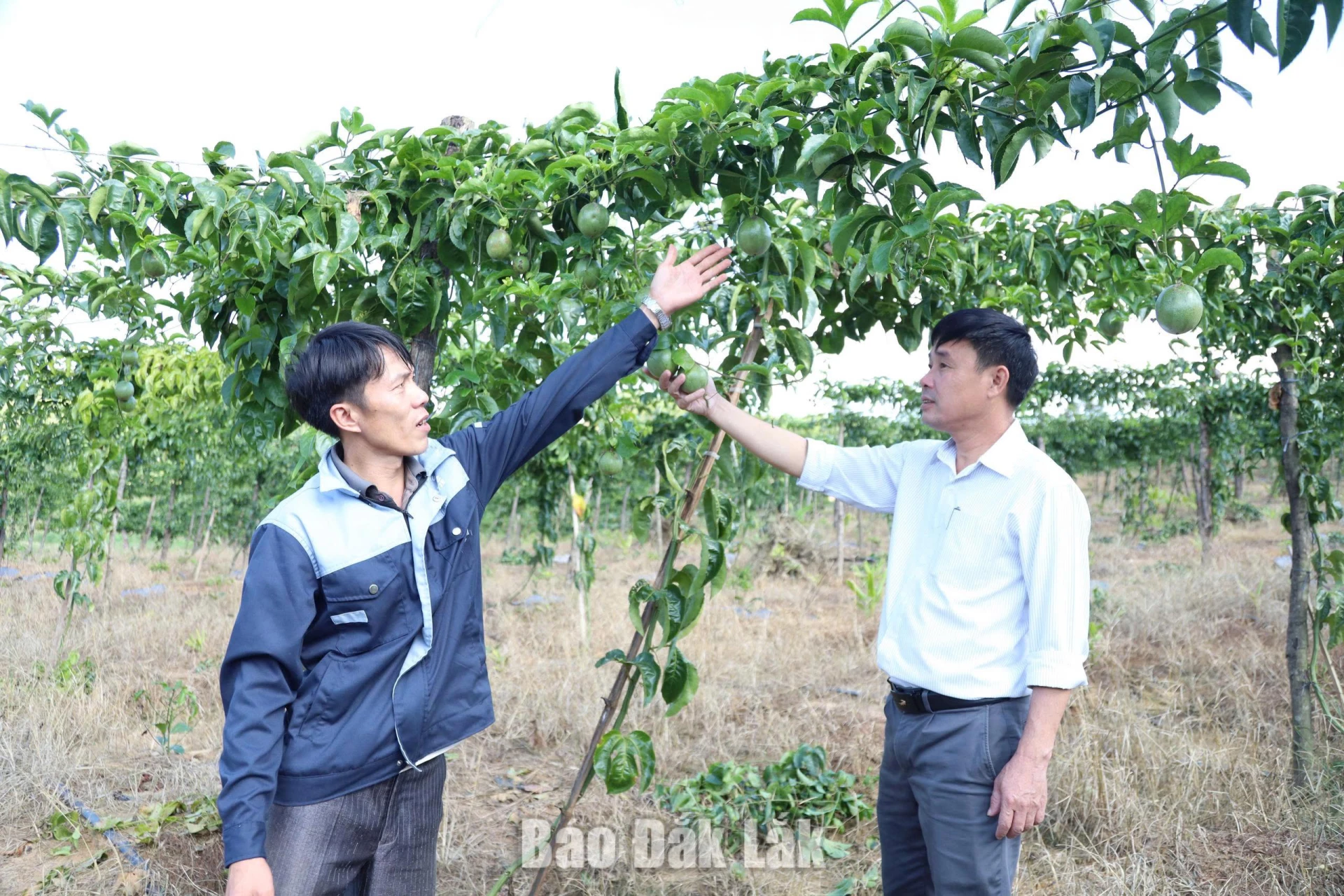 Anh Trần Bá Dân, Giám đốc HTX Nông nghiệp và Dịch vụ Bảo An (bên trái) trao đổi về hiệu quả kinh tế của mô hình trồng chanh dây.