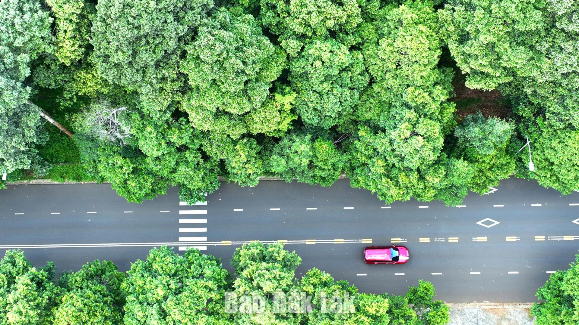 Rừng như những lá phổi xanh tạo cảnh quan và giúp khí hậu trong lành.