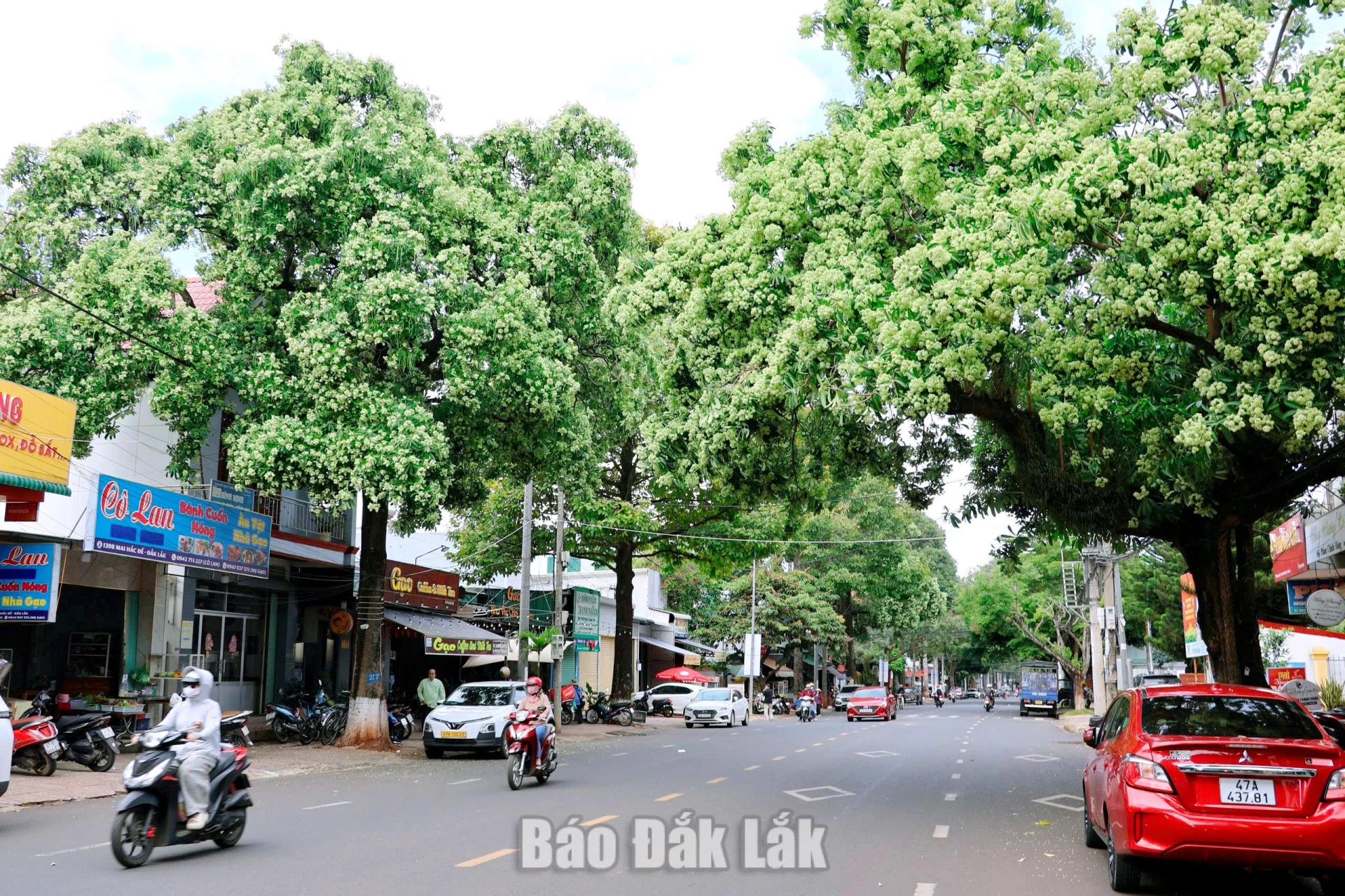 Nhiều người cho rằng điều đặc biệt nhất của Buôn Ma Thuột không nằm ở những công trình hiện đại, mà chính là cảm giác mát lành, dễ chịu từ hệ thống cây xanh dày đặc.