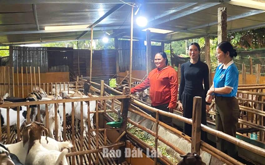 Mô hình kinh tế của gia đình chị H Mai Mlô (buôn Jốk) phát huy hiệu quả nhờ được tiếp sức từ vốn tín dụng chính sách. Ảnh: CTV