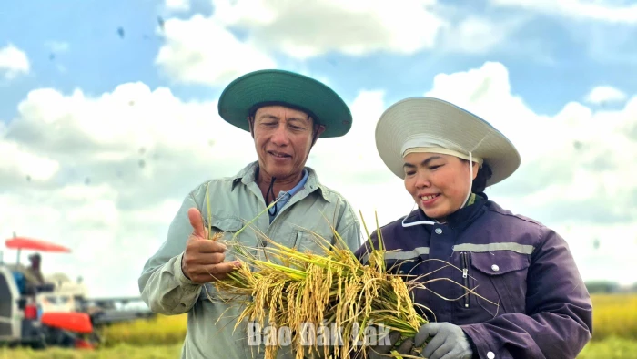 Mùa vàng ở Ea Súp
