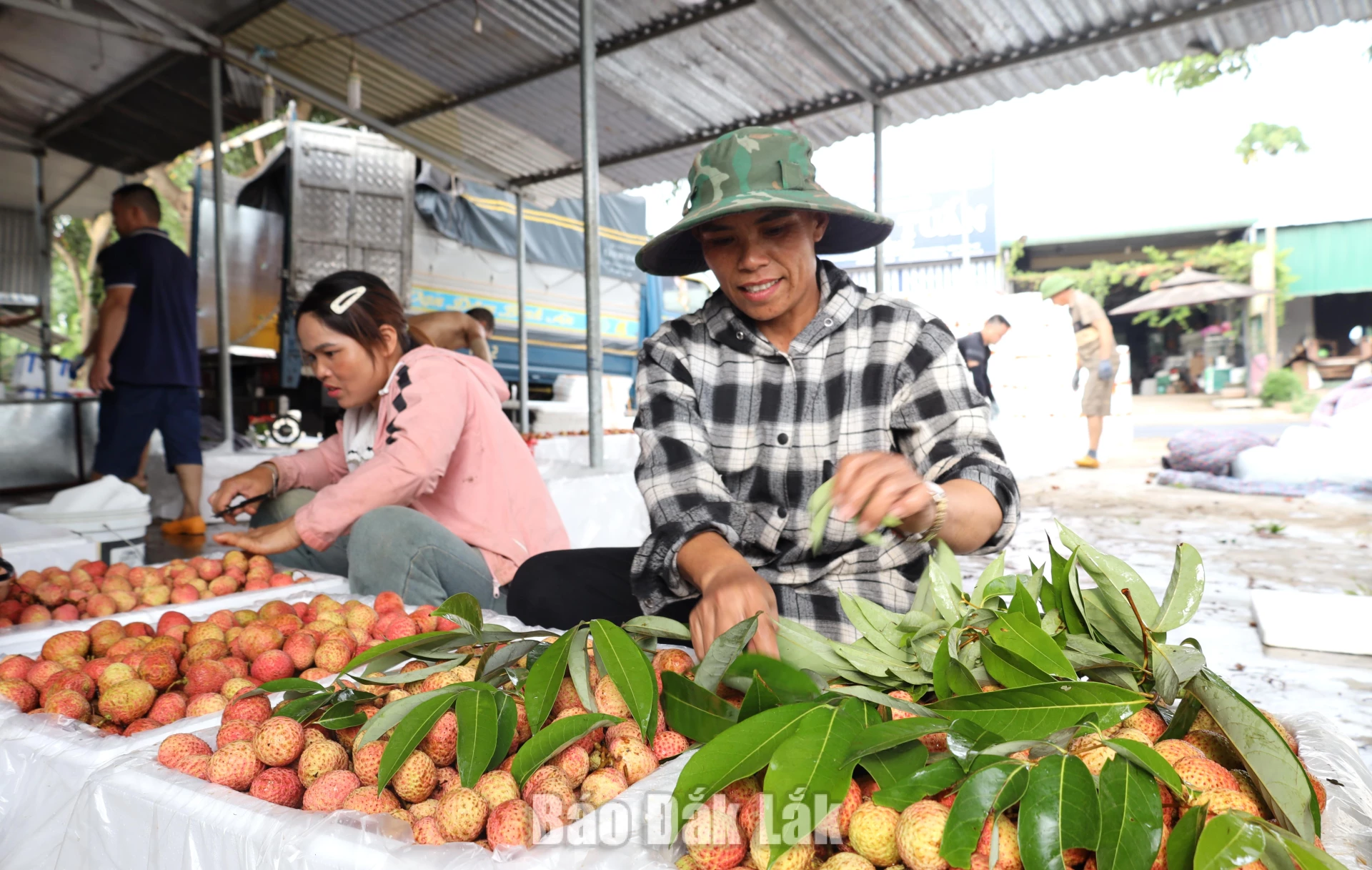 Vùng trồng vải ổn định đã thúc đẩy phát triển kinh tế, tăng thu ngân sách và tạo việc làm cho lao động nông thôn tại xã Ea Knốp. 
