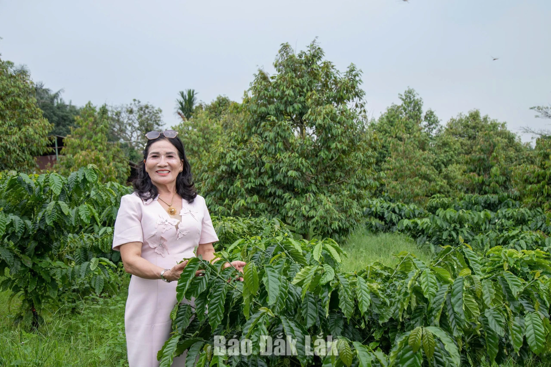 Bà Lê Thị Yến (xã Ea Drăng) phát triển mô hình sản xuất nông nghiệp kết hợp trồng cao su, cà phê và nuôi yến, chú trọng ứng dụng công nghệ, sản xuất xanh.