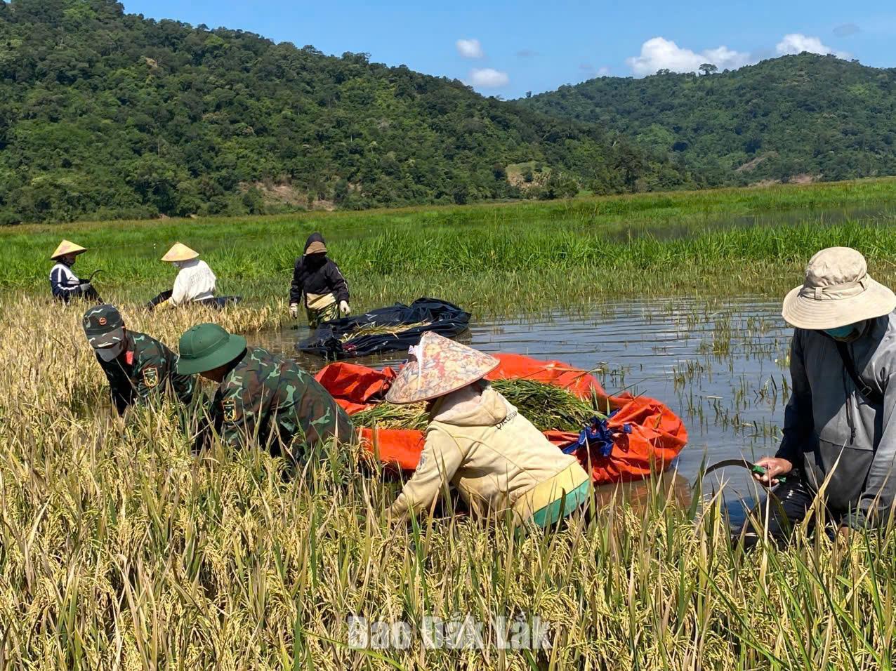 Cán bộ, chiến sĩ lực lượng vũ trang xã Dur Kmăl phối hợp cùng người dân thu hoạch lúa tại cánh đồng buôn Krông.