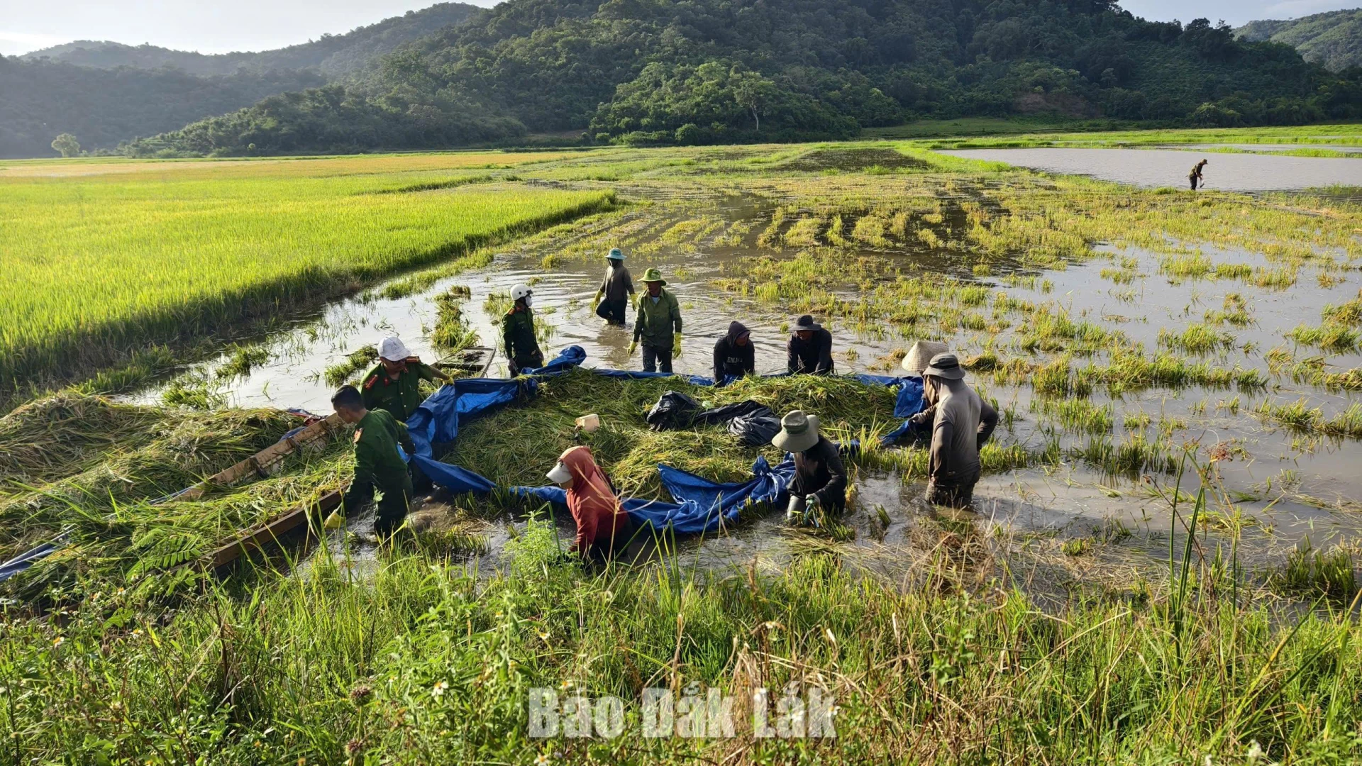 Cán bộ, chiến sĩ hỗ trợ người dân thu gom, vận chuyển lúa đến nơi an toàn.