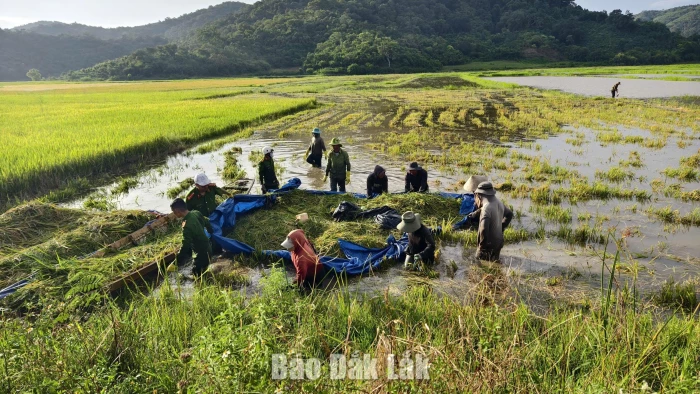 Lực lượng vũ trang xã Dur Kmăl thu hoạch lúa giúp dân vùng ngập