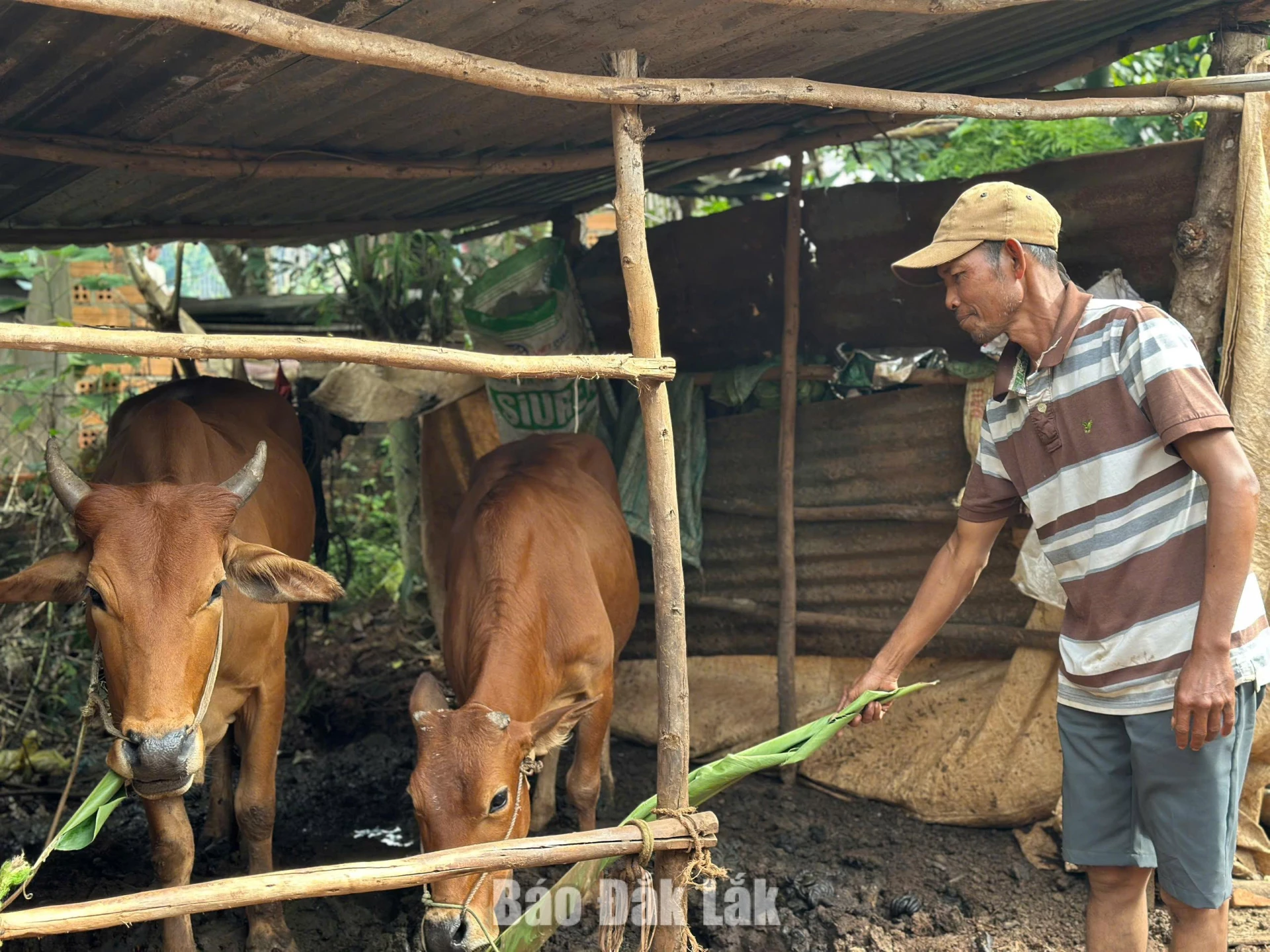 Nhờ được hỗ trợ sinh kế, nhiều hộ nghèo trên địa bàn xã Dray Bhăng có điều kiện phát triển sản xuất, nâng cao thu nhập, từng bước vươn lên thoát nghèo.