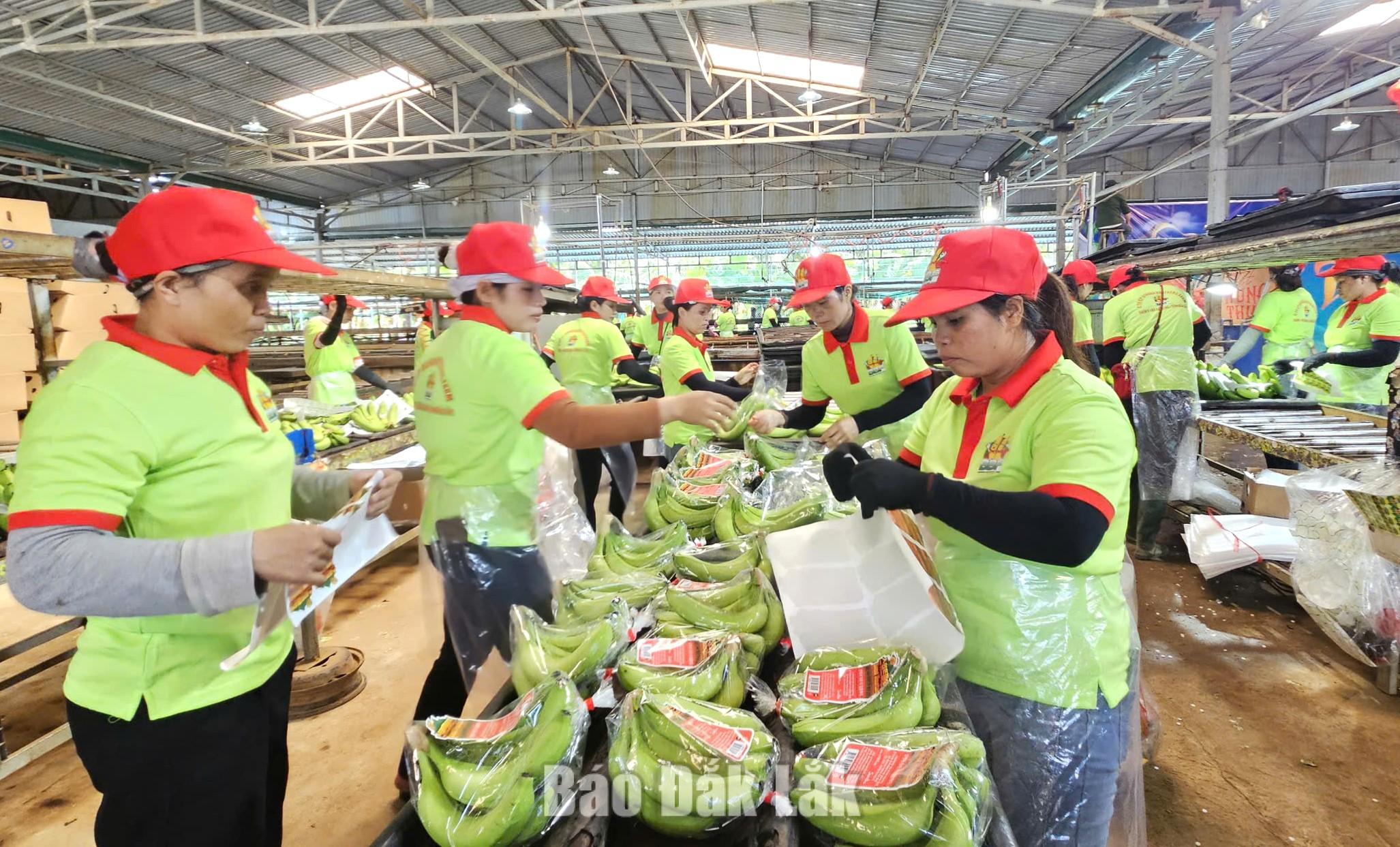 Sản xuất chuối xuất khẩu tại Công ty Cổ phần Banana Brothers Farm. 