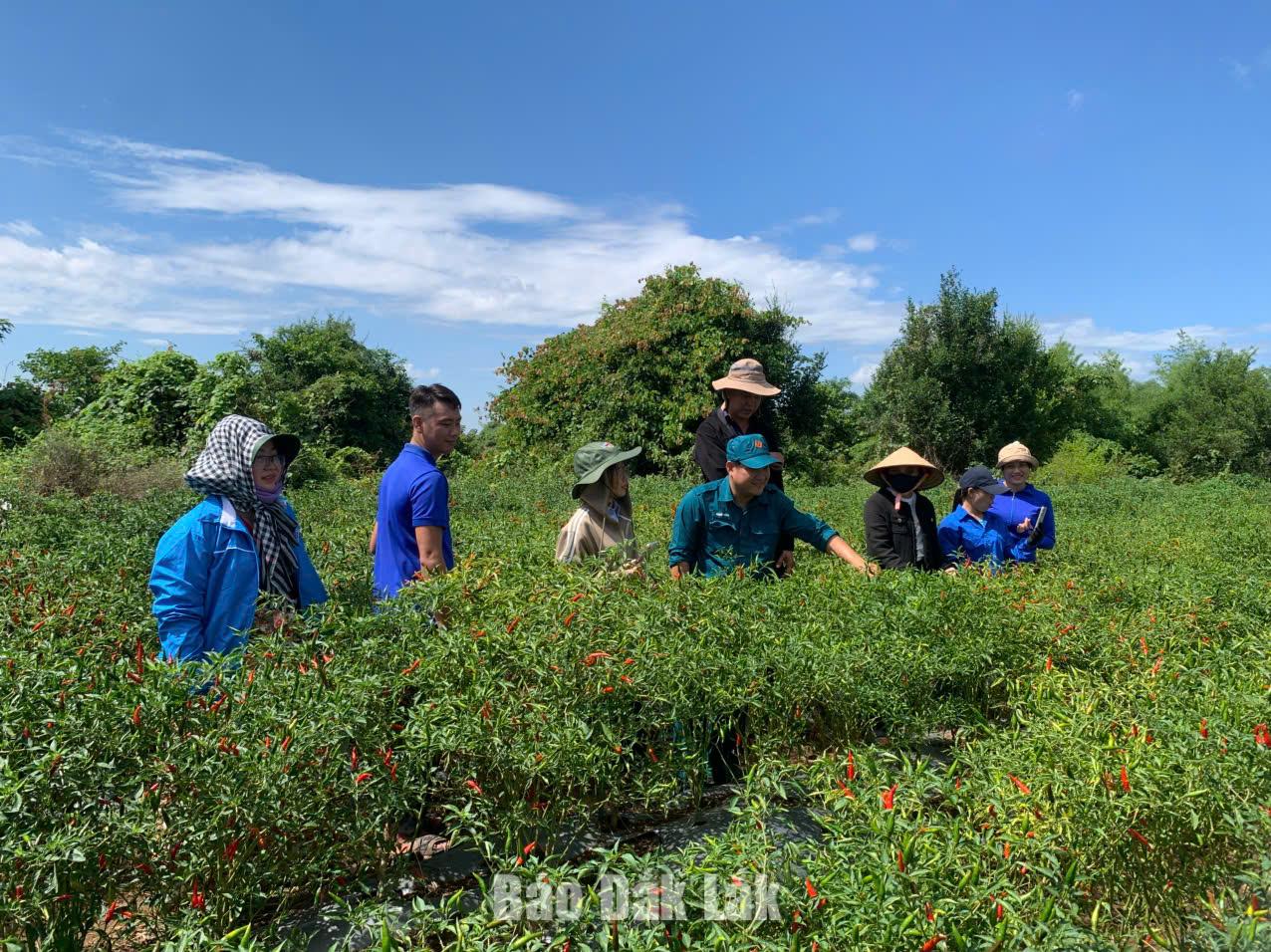 Đoàn viên thanh niên xã Ea Bung tham quan mô hình trồng ớt của anh Sơn.