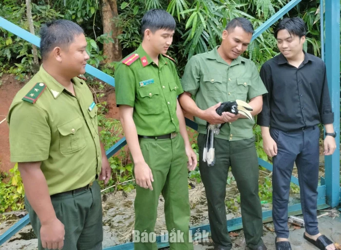 Thả cá thể chim cao cát bụng trắng về môi trường rừng tự nhiên