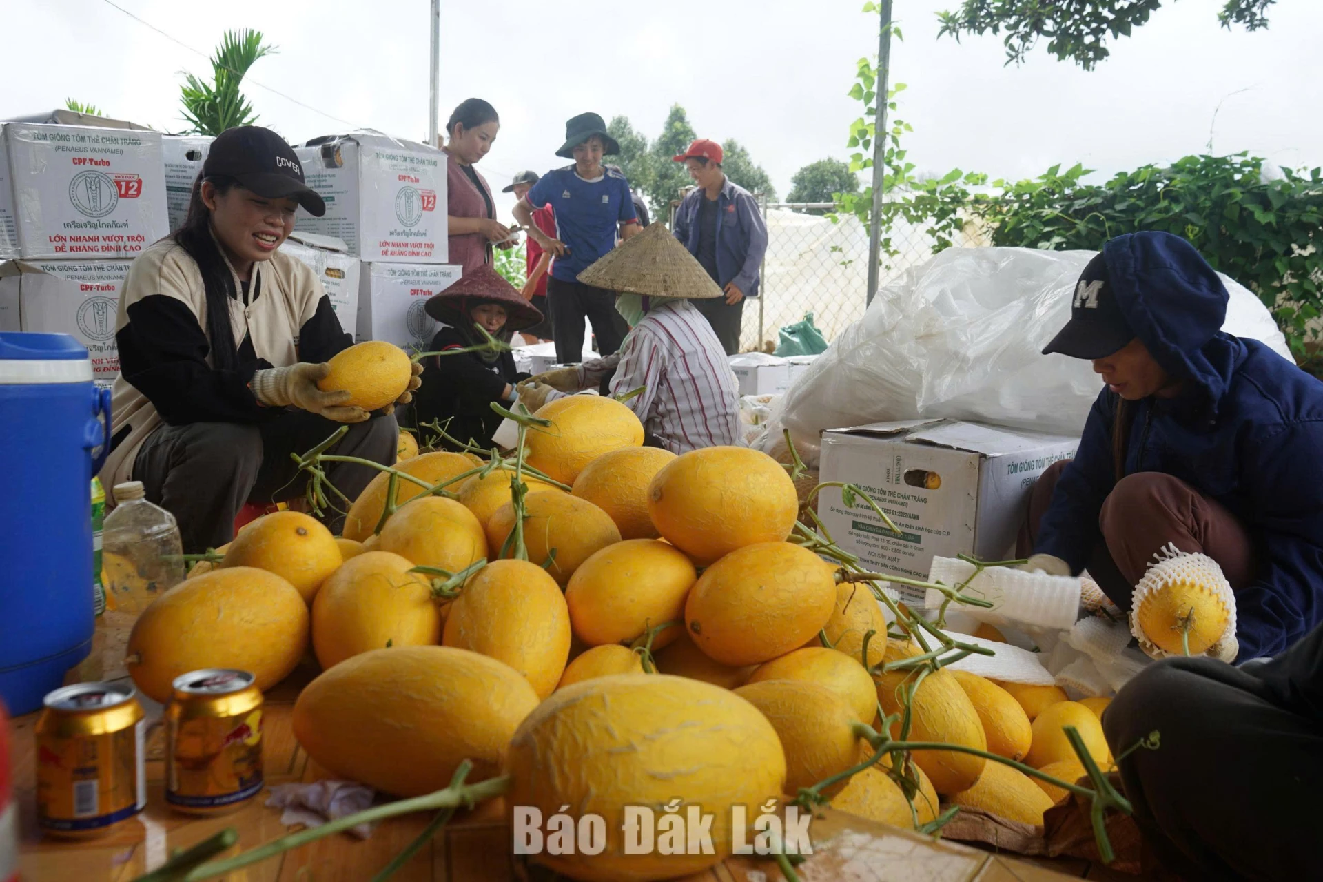 Nhân công đóng gói dưa lưới tại gia đình ông Hoàng Văn Thỏa, thôn 9, xã Ea Riêng.