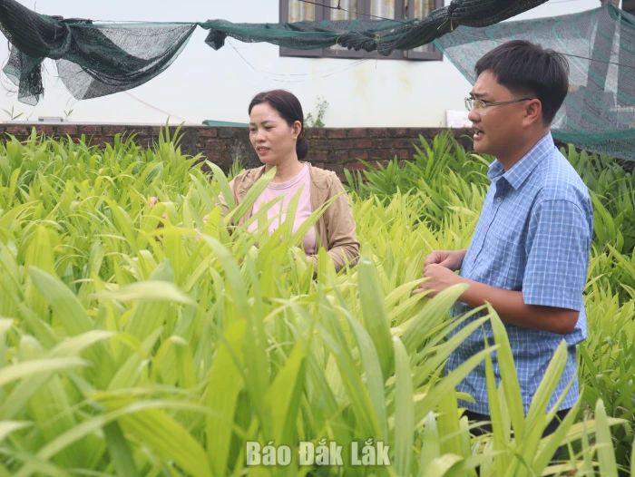 Phát triển kinh tế từ cây cau