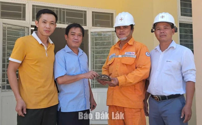 Sửa đường dây điện, nhân viên điện lực phát hiện loài rùa quý hiếm