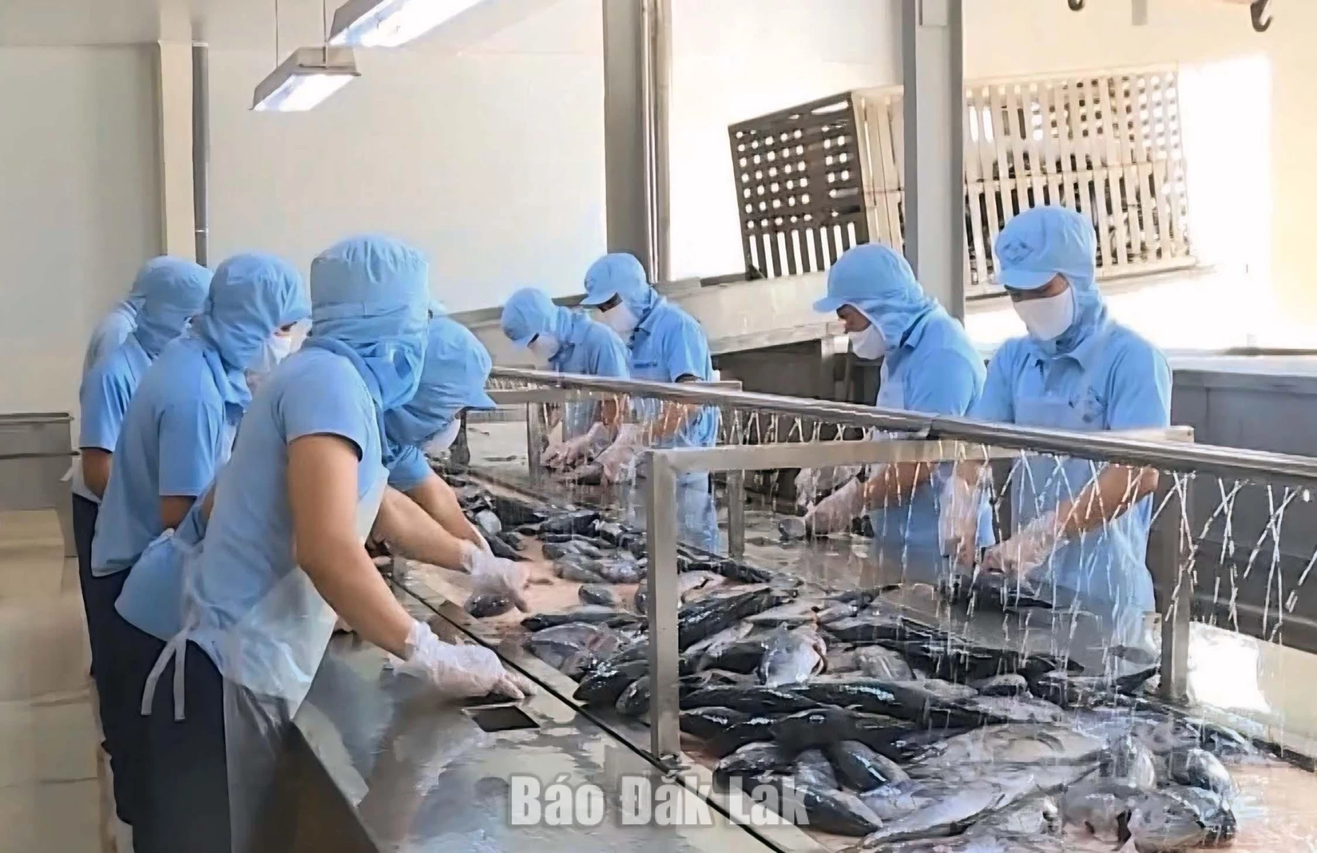 Sản xuất sản phẩm từ cá ngừ tại Công ty TNHH Nguyễn Hưng. 
