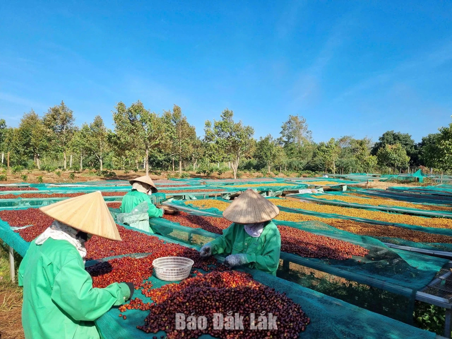 High-quality coffee processing at Aeroco Coffee Farm.