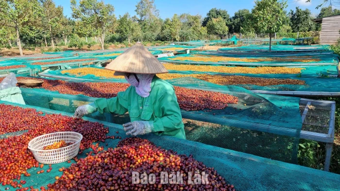 Cà phê Robusta Việt Nam chiếm 9/10 mẫu quốc tế vào Top 20 Global Robusta Awards 2026
