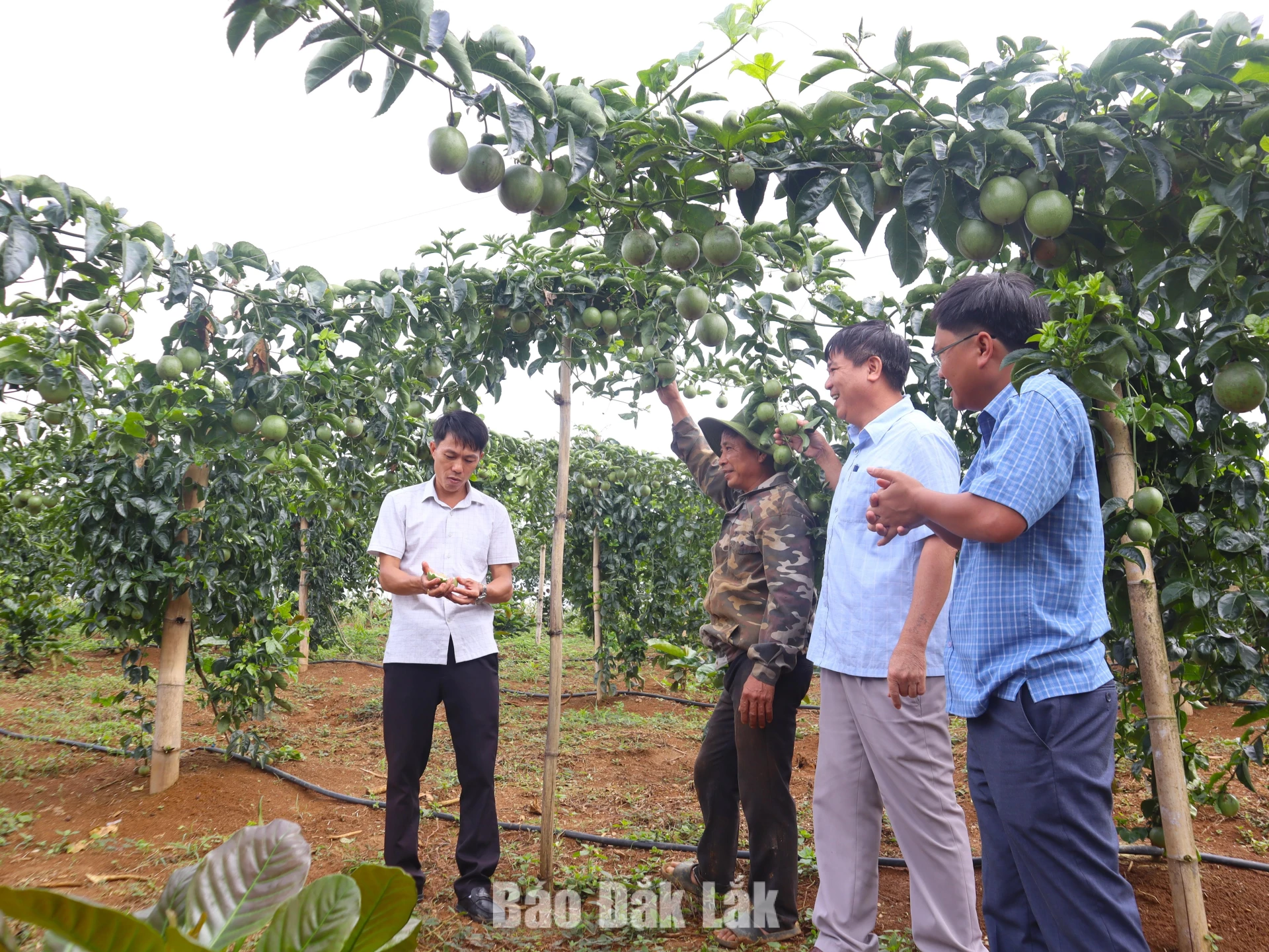 Cán bộ xã Ea Riêng và đại diện HTX Nông nghiệp và Dịch vụ Bảo An tham quan mô hình chanh dây của gia đình ông Nguyễn Văn Hạnh.