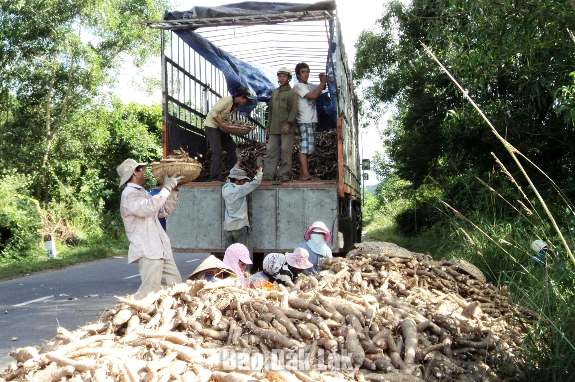 Agricultural by-products from cassava can be utilized to produce various goods, including animal feed, bio-ethanol, bio-energy, along with fertilizers.