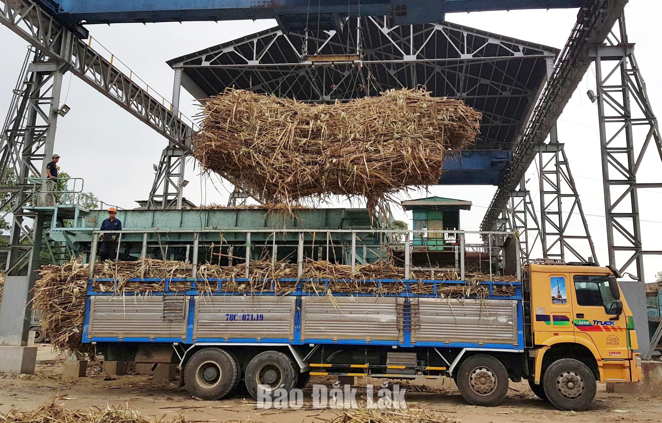 Cần khai thác hiệu quả nguồn phế, phụ phẩm nông nghiệp.
