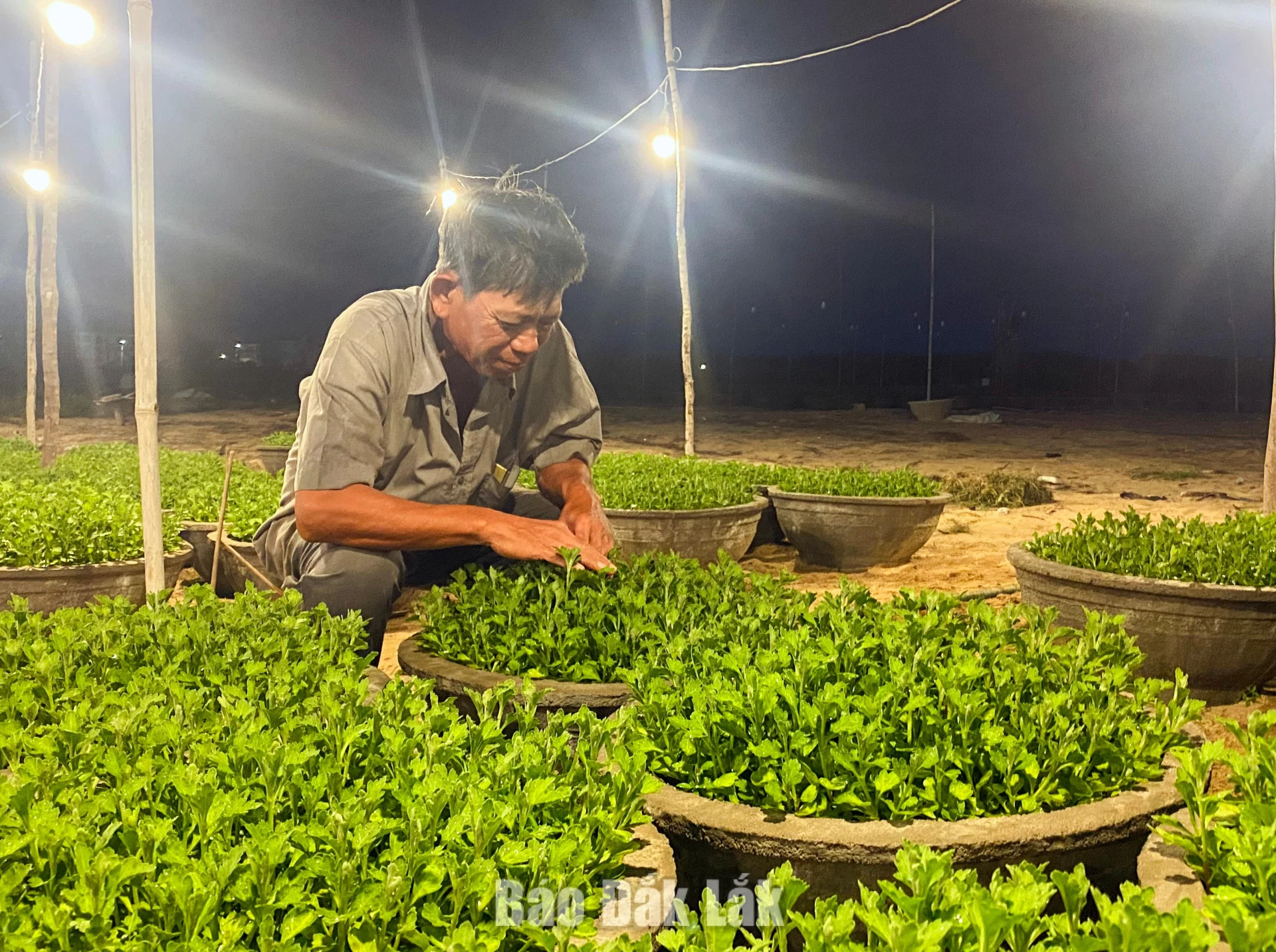 Ông Hồ Bảo Quốc (phường Bình Kiến) cho biết, vụ tết năm nay gia đình xuống giống hơn 300 chậu. Trong đó, giống cúc đại đóa được nhập từ Đà Lạt và gia đình tự ươm thêm để giảm chi phí.