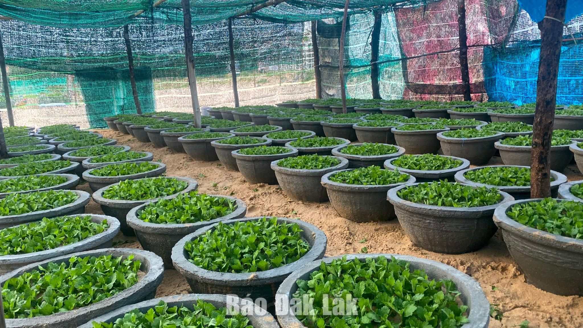 Cúc được chăm sóc trong nhà lưới nhằm hạn chế tác động của thời tiết.