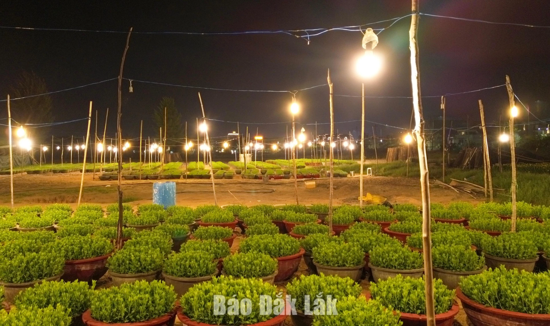 Hệ thống đèn điện được thắp xuyên đêm giúp hoa cúc sinh trưởng, phát triển đúng thời điểm phục vụ tết.