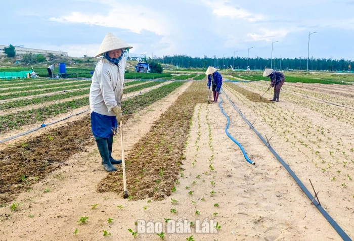 Vào vụ hoa cúc tết