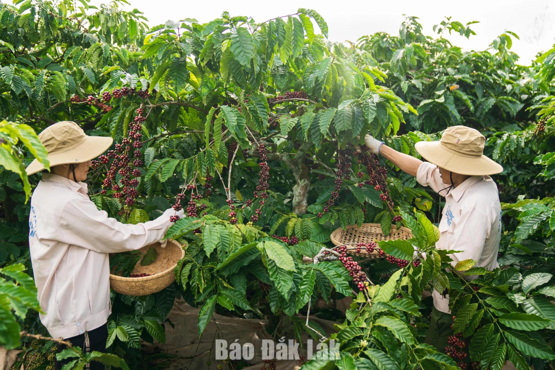 Vùng trồng cà phê tại xã Dliê Ya được Công ty TNHH MTV XNK 2-9 Đắk Lắk hỗ trợ thực hiện đáp ứng Quy định EUDR.