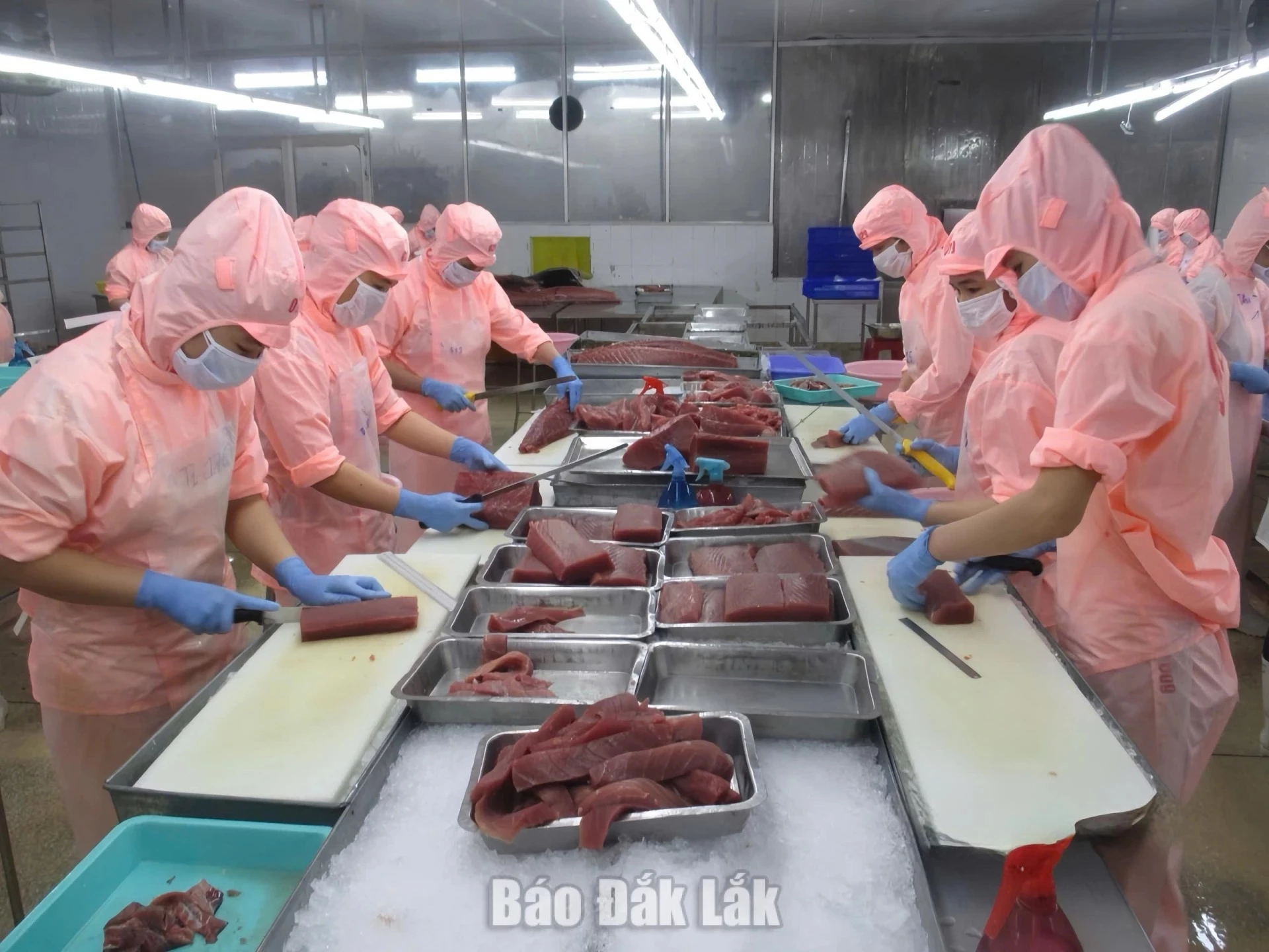 Tuna processing for export at Ba Hai Joint Stock Company. 