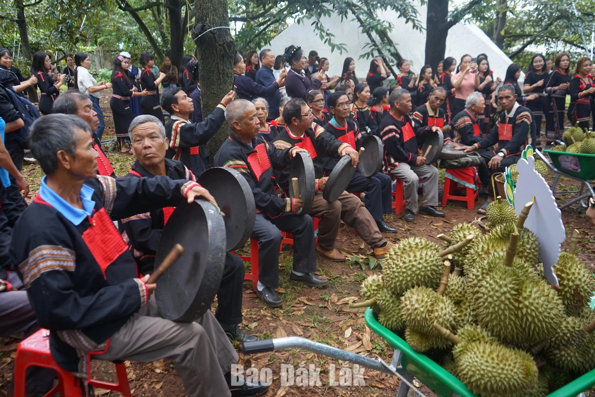 Visitors experiencing durian orchard tourism and community culture in Ea Phe Commune during the 2026 Dak Lak Durian Festival. 