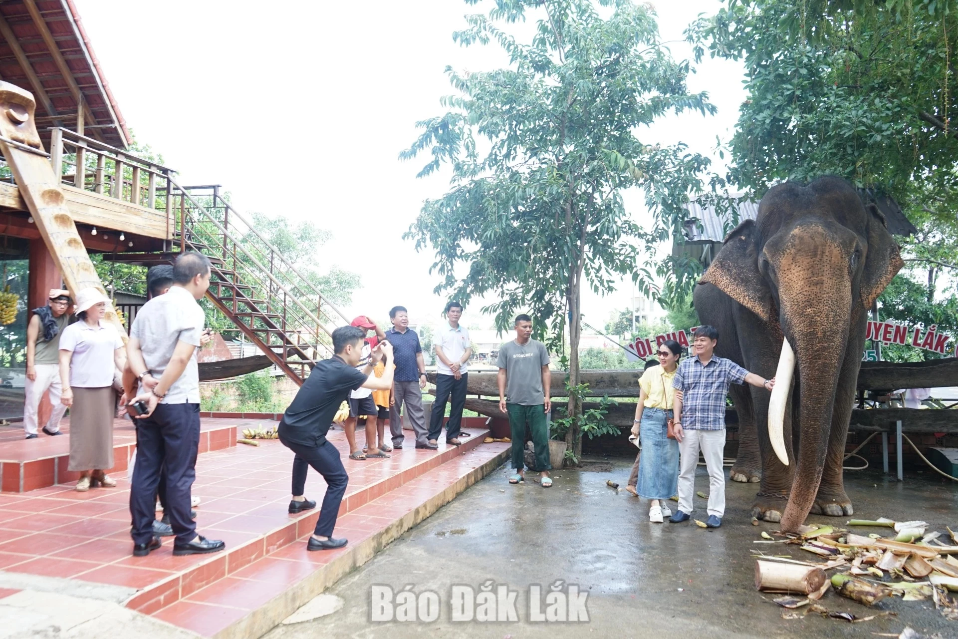 Visitors enjoying taking photos with elephants, a distinctive cultural feature of tourism journeys through the Dak Lak highlands.