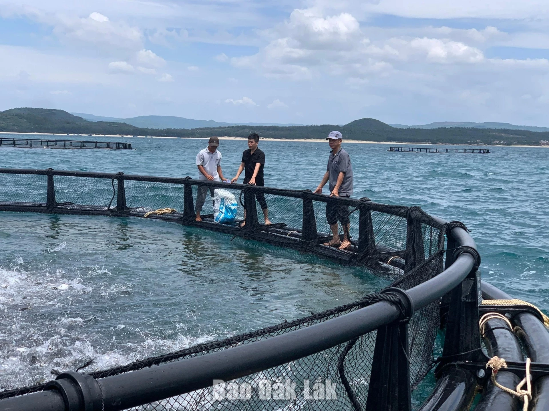 An industrial marine aquaculture model using durable HDPE cages along with modern technologies to improve production efficiency and protect the environment, operated by Ba Hai Joint Stock Company in O Loan Commune.