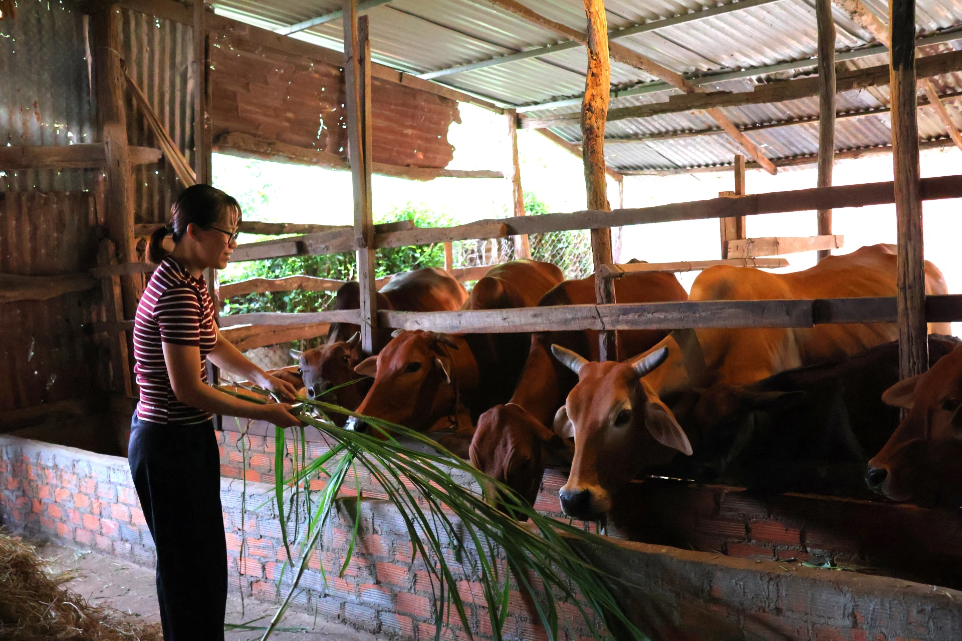 Chị Nguyễn Thị Kim Liên (thôn 3, xã Ea Nuôl) chăm sóc đàn bò của gia đình.