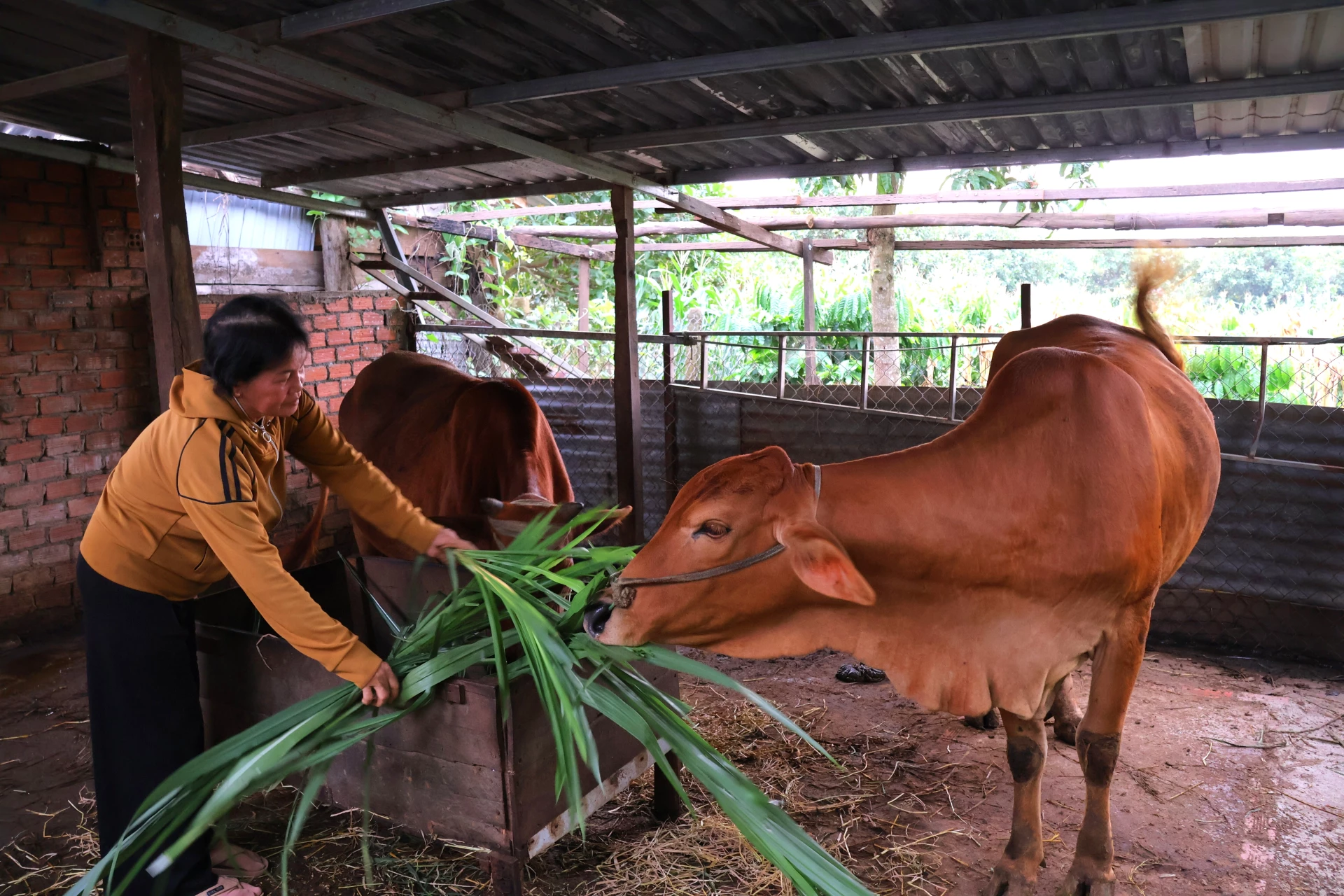 Bà Nguyễn Thị Mỹ Hương (thôn 3, xã Ea Nuôl) chăm sóc bò sinh sản.