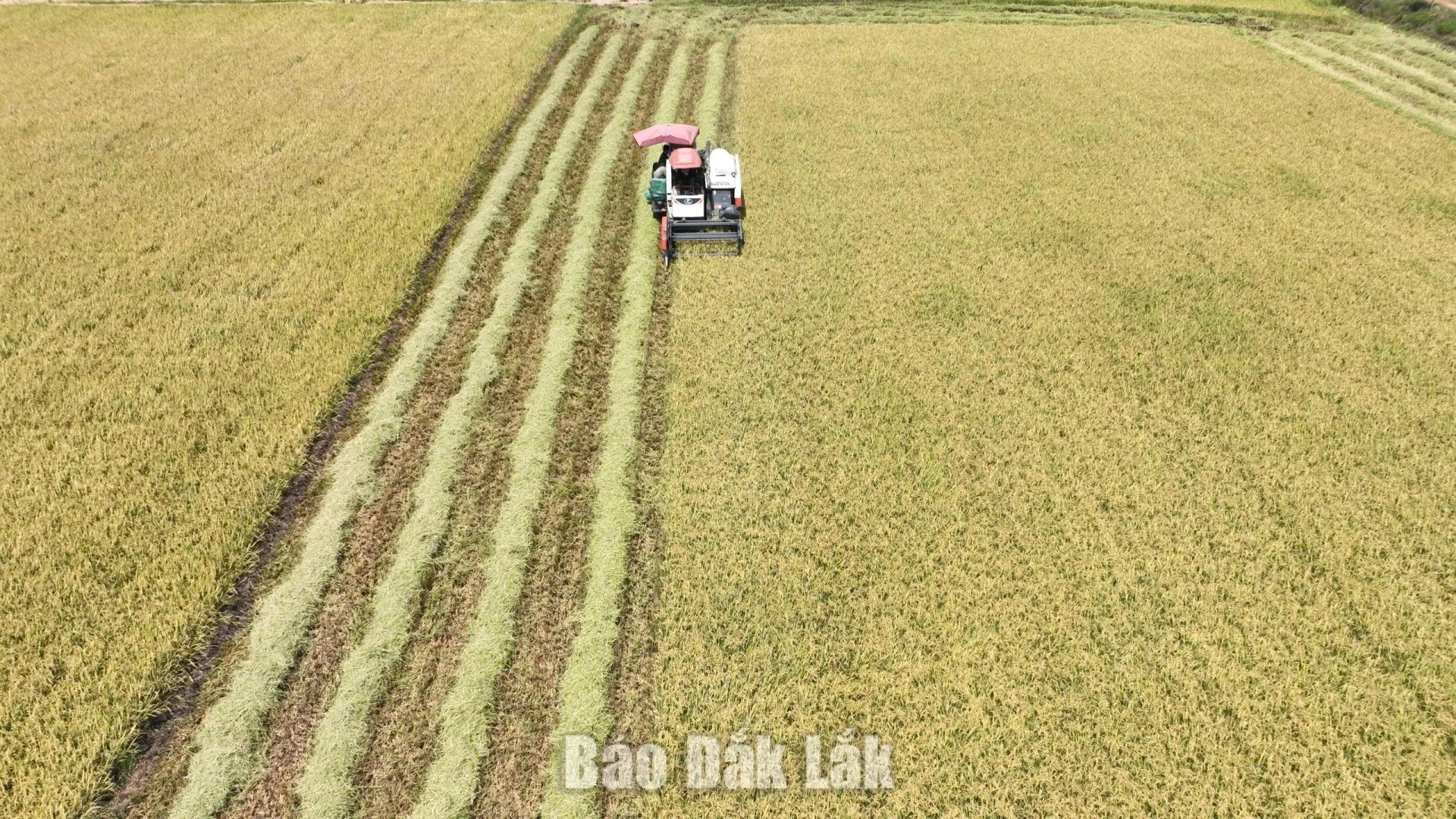 Dak Lak ranking fourth nationwide in terms of natural area.