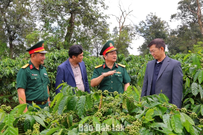Restoring degraded land, elevating the “Soldier’s Coffee” brand