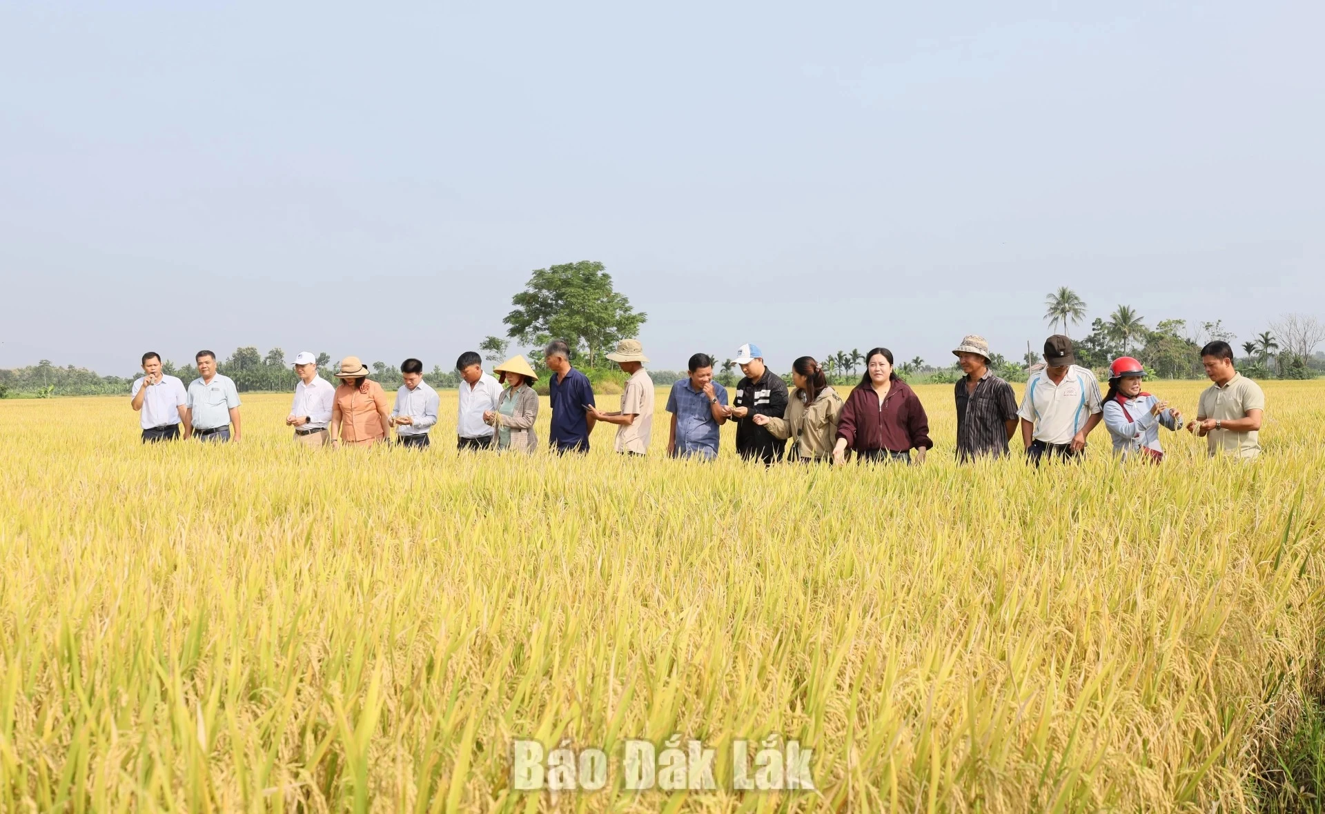 A successful low-emission rice cultivation model in Dak Lak.