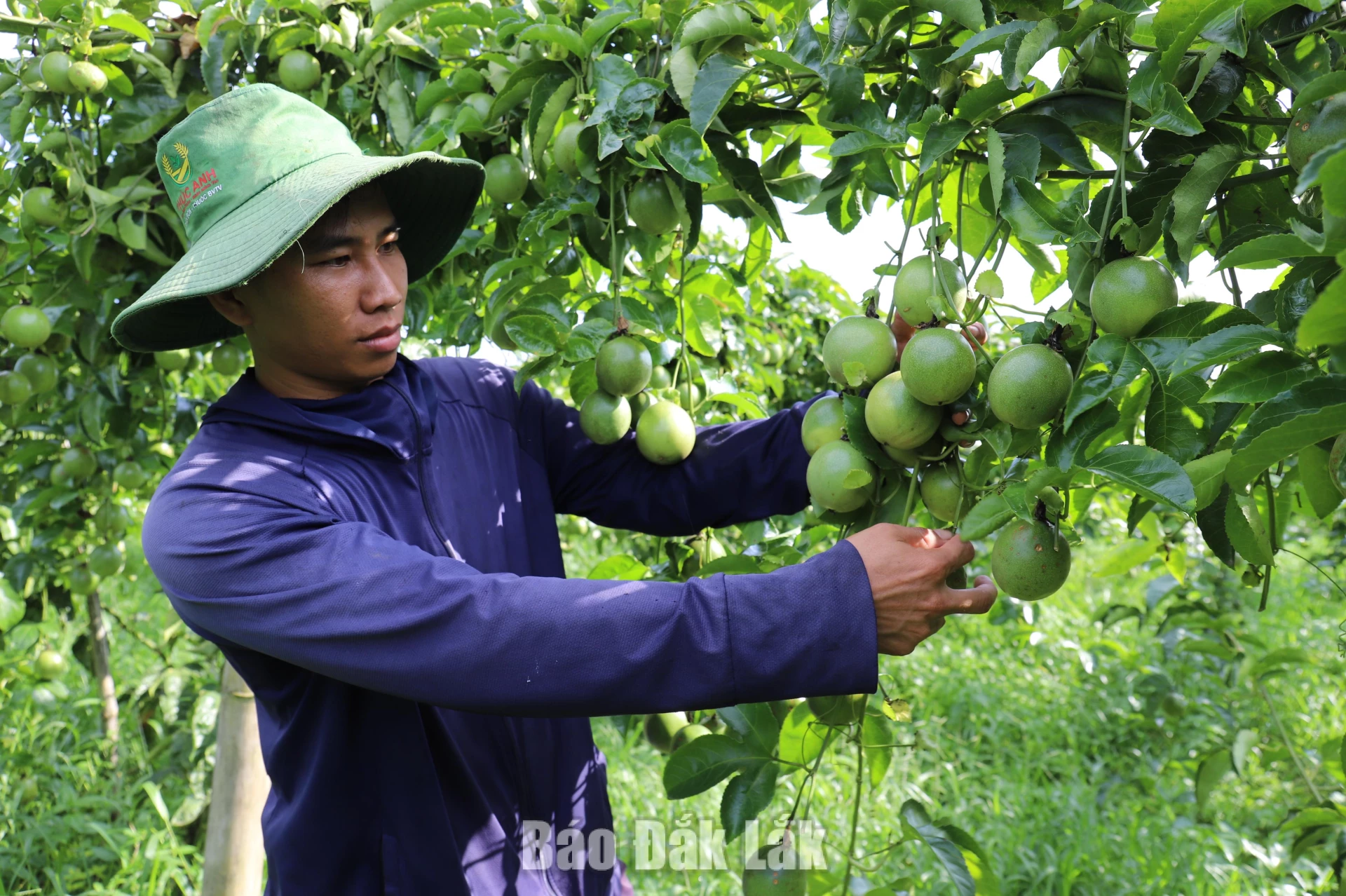 Mô hình trồng chanh dây hữu cơ được nhiều hộ gia đình đầu tư, mang lại hiệu quả kinh tế cao. 