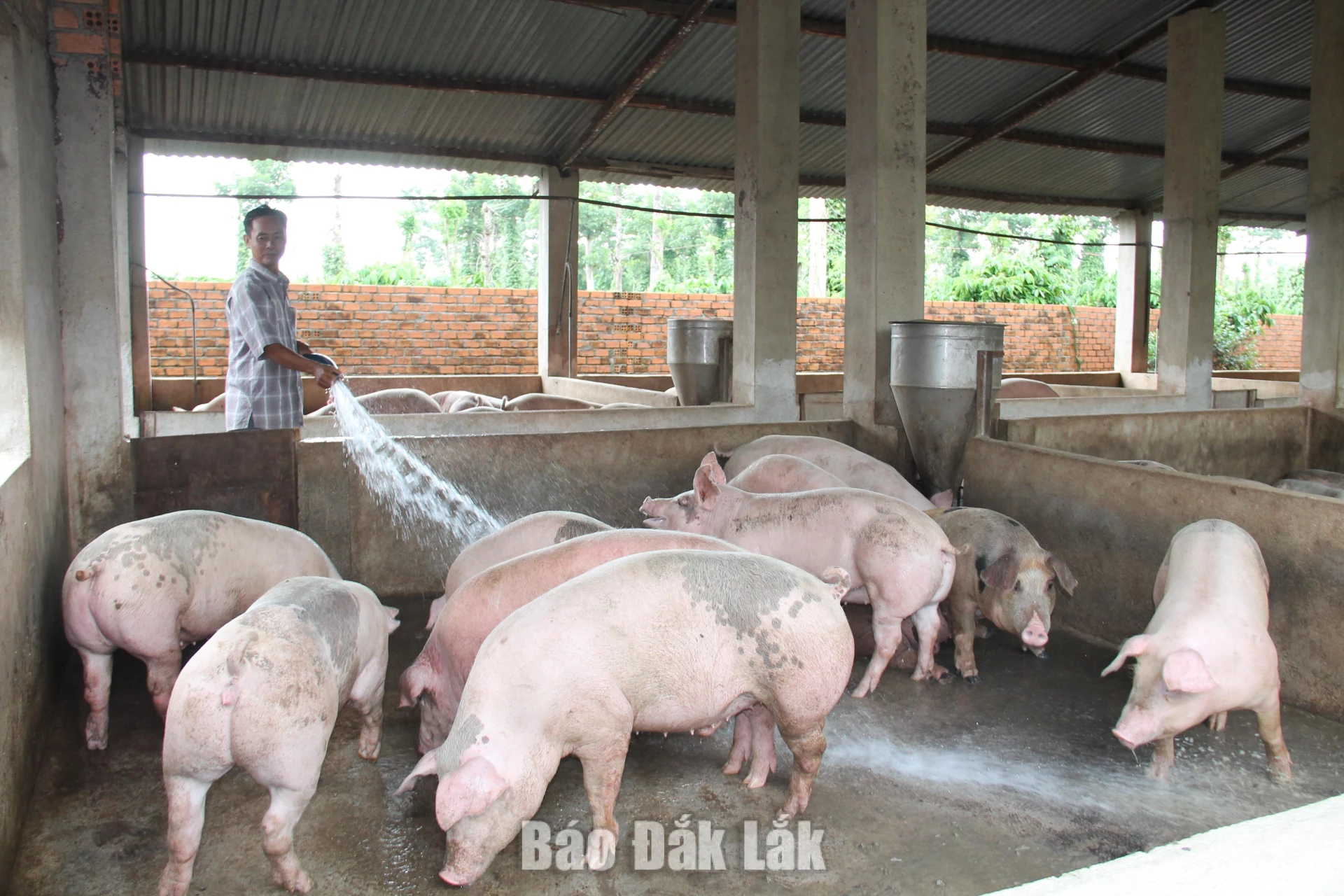 Các chủ chăn nuôi cần chủ động áp dụng các biện pháp giảm thiểu mùi hôi.
