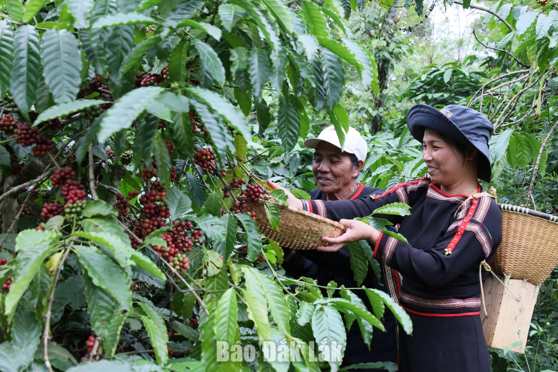The 2026 - 2027 coffee harvest making an important contribution to economic growth in Dak Lak Province.