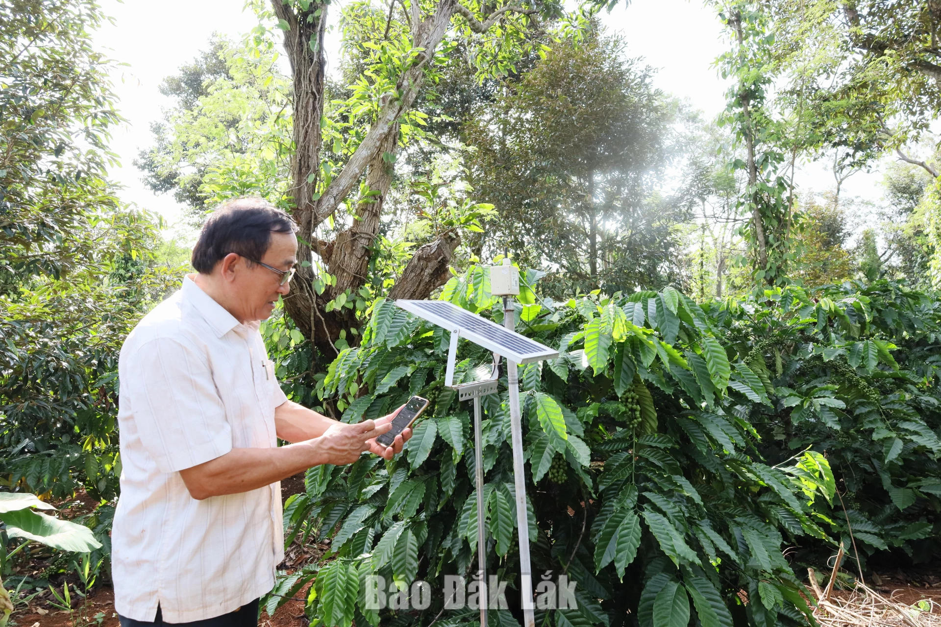 Nông dân Đắk Lắk ứng dụng công nghệ cảm biến thông minh trong canh tác cà phê để ứng phó với biến đổi khí hậu.