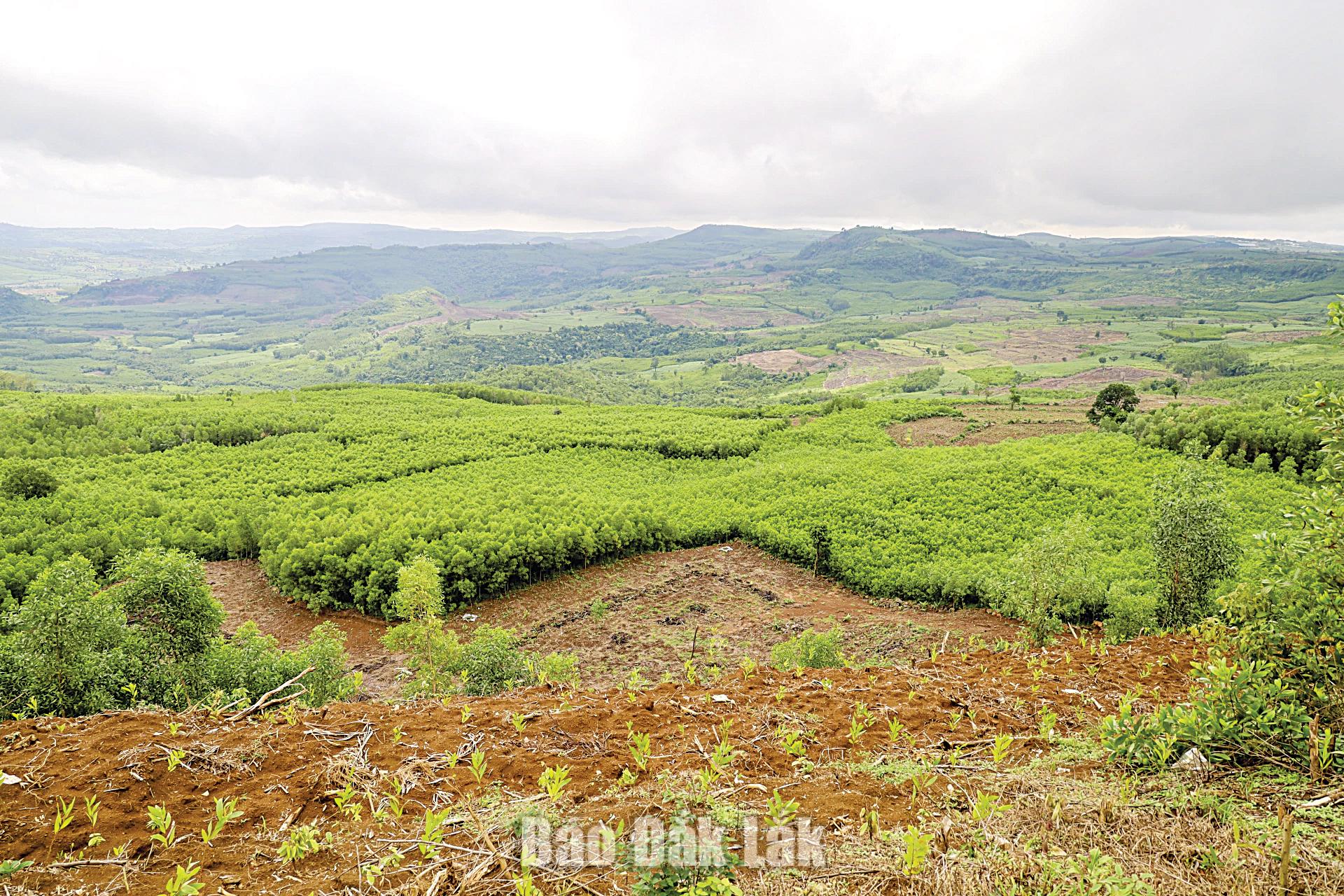 Young tree rows offering the promise of new forests, contributing to greening the lands.