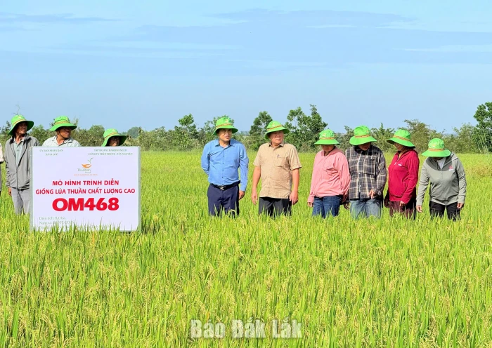 Lúa OM468 đạt năng suất gần 7 tấn/ha trên ruộng đồng xã Ia Lốp