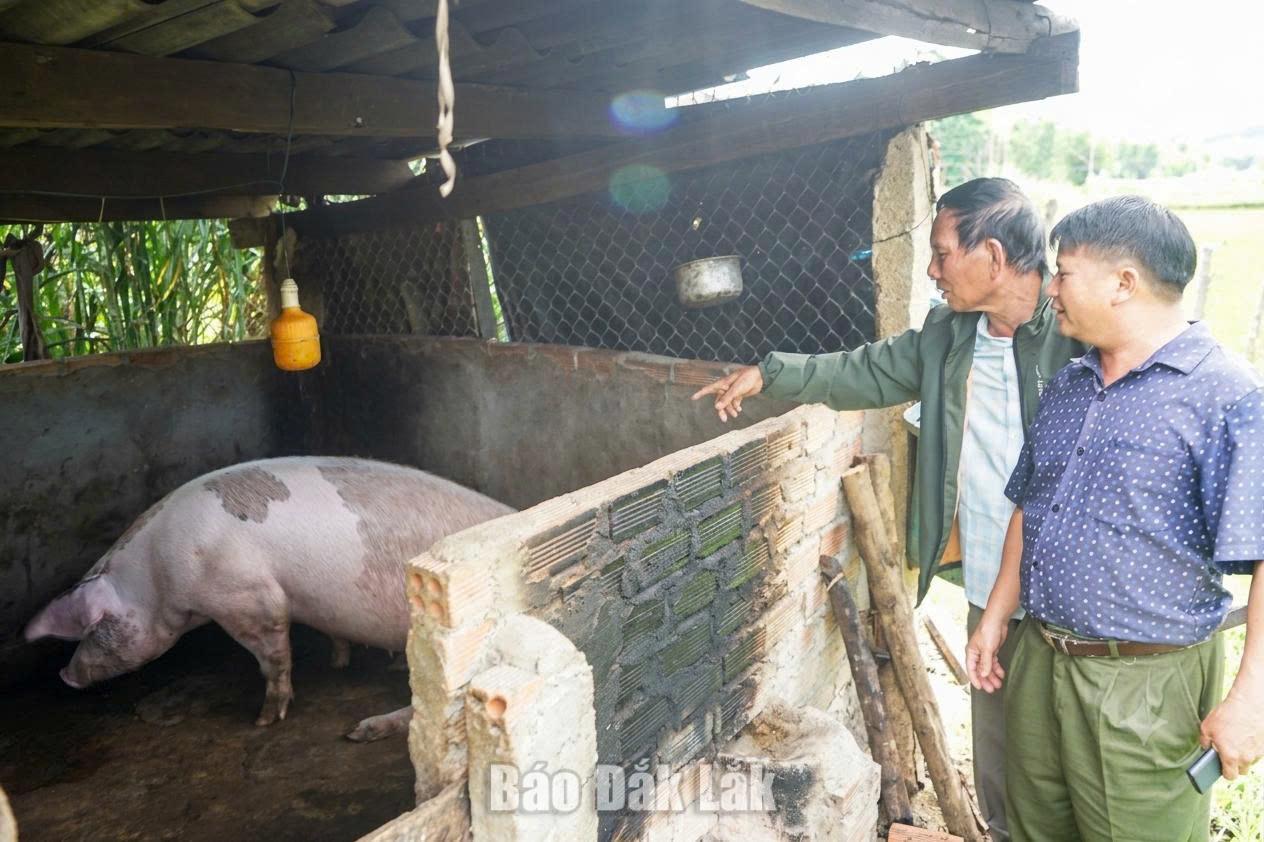 
Mô hình nuôi heo thịt và heo nái của gia đình anh Giàng Chẩn Pao, thôn 10, xã Ea Riêng, góp phần nâng cao thu nhập, phát triển kinh tế gia đình.