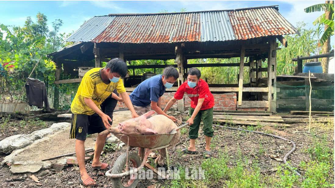 Lợn bệnh được đưa đi tiêu hủy.