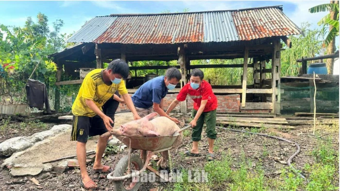 Xã Ea Rốk tiêu hủy lợn bệnh