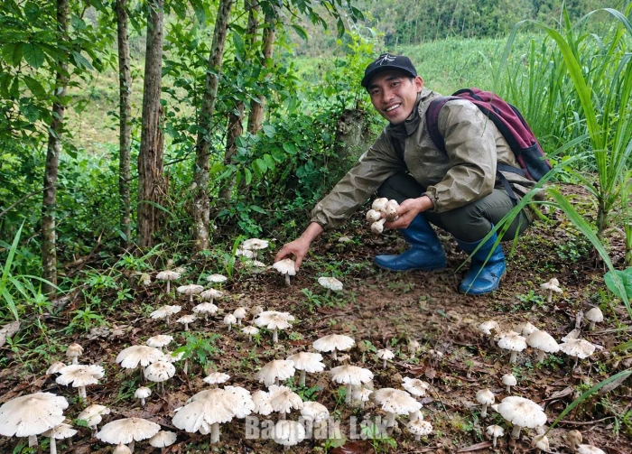 Mùa nấm mối ở Vân Hòa