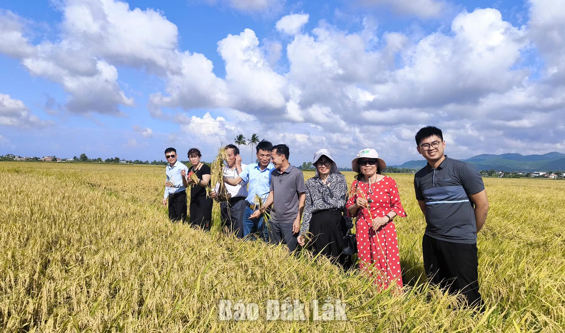 Xã Hòa Mỹ định hướng tăng cường liên kết sản xuất lúa giống, tạo giá trị kinh tế. 