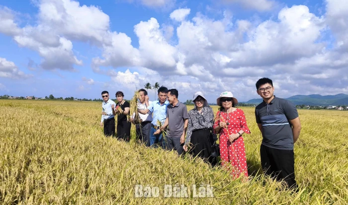 Xã Hòa Mỹ: 9 tháng năm 2026, tổng giá trị sản phẩm đạt hơn 712 tỷ đồng