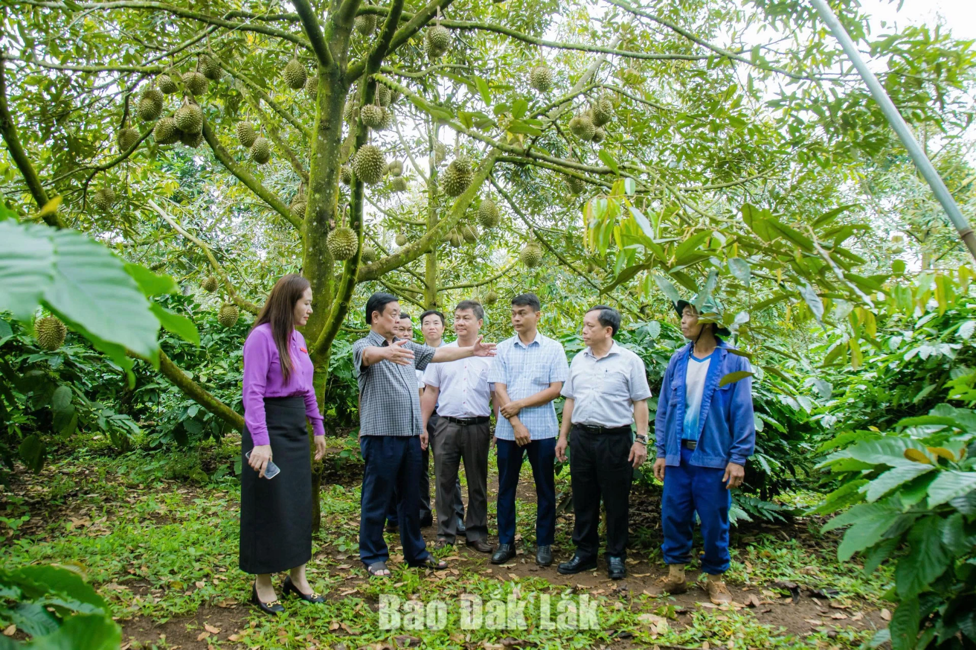 Nguyên Ủy viên Trung ương Đảng, nguyên Phó Chủ tịch Quốc hội Lê Minh Hoan tham quan vườn sầu riêng ứng dụng công nghệ 
thông minh trong canh tác trên địa bàn Đắk Lắk. 